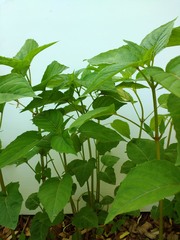 Magnoliopsida