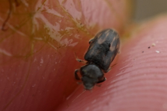 Heterocerus fenestratus