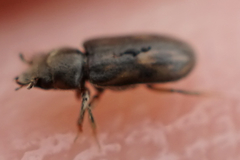 Heterocerus fenestratus
