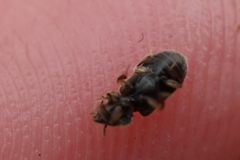 Heterocerus fenestratus
