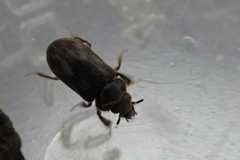 Heterocerus fenestratus