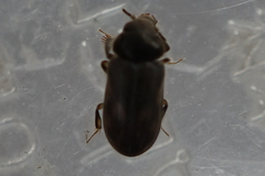 Heterocerus fenestratus