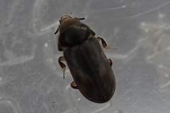 Heterocerus fenestratus
