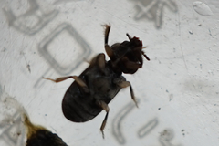 Heterocerus fenestratus