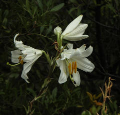 Lilium candidum