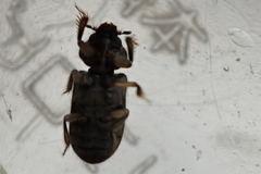 Heterocerus fenestratus