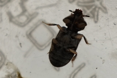 Heterocerus fenestratus