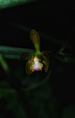 Encyclia parviflora