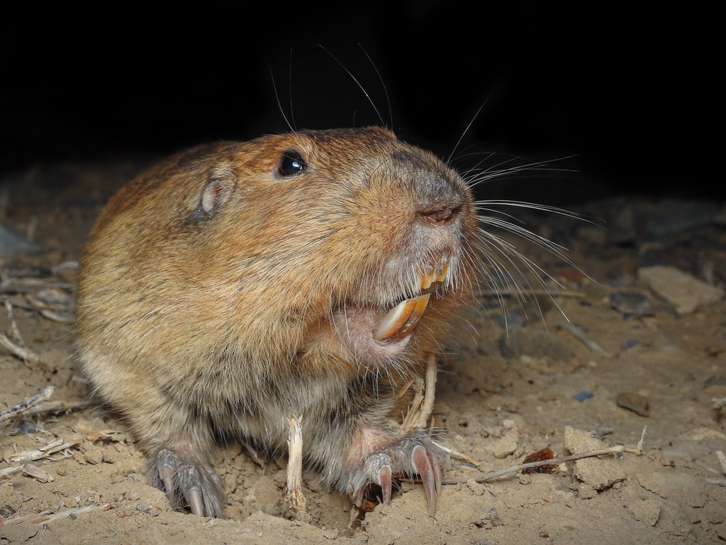 Yellowfaced Pocket Gopher from Ramos Arizpe, COAH, MX on April 10