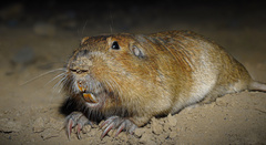 Cratogeomys castanops