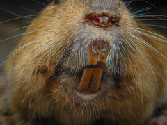 Cratogeomys castanops