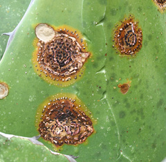 Colletotrichum agaves