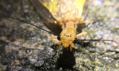 Protohermes costalis