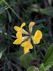Lotus corniculatus