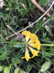 Lotus corniculatus