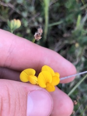 Lotus corniculatus