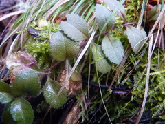 Phytomyza crassiseta