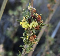 Phyllota pleurandroides