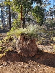 Xanthorrhoea drummondii