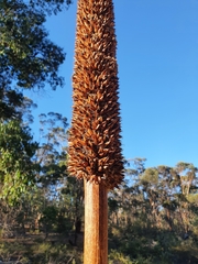 Xanthorrhoea drummondii