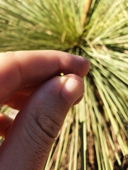 Xanthorrhoea drummondii