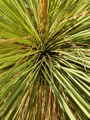 Xanthorrhoea drummondii