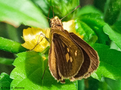 Cymaenes limae