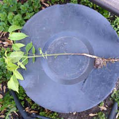 Juglans nigra