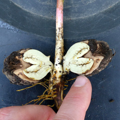 Juglans nigra