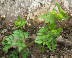 Thaspium barbinode