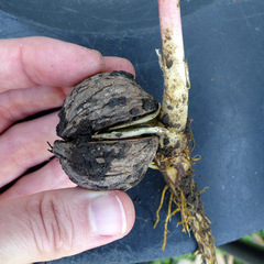 Juglans nigra