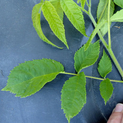 Juglans nigra