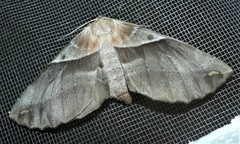 Chelepteryx chalepteryx