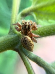 Salticidae