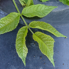 Juglans nigra