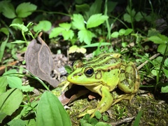 Pelophylax fukienensis