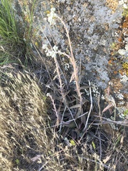 Dudleya lanceolata