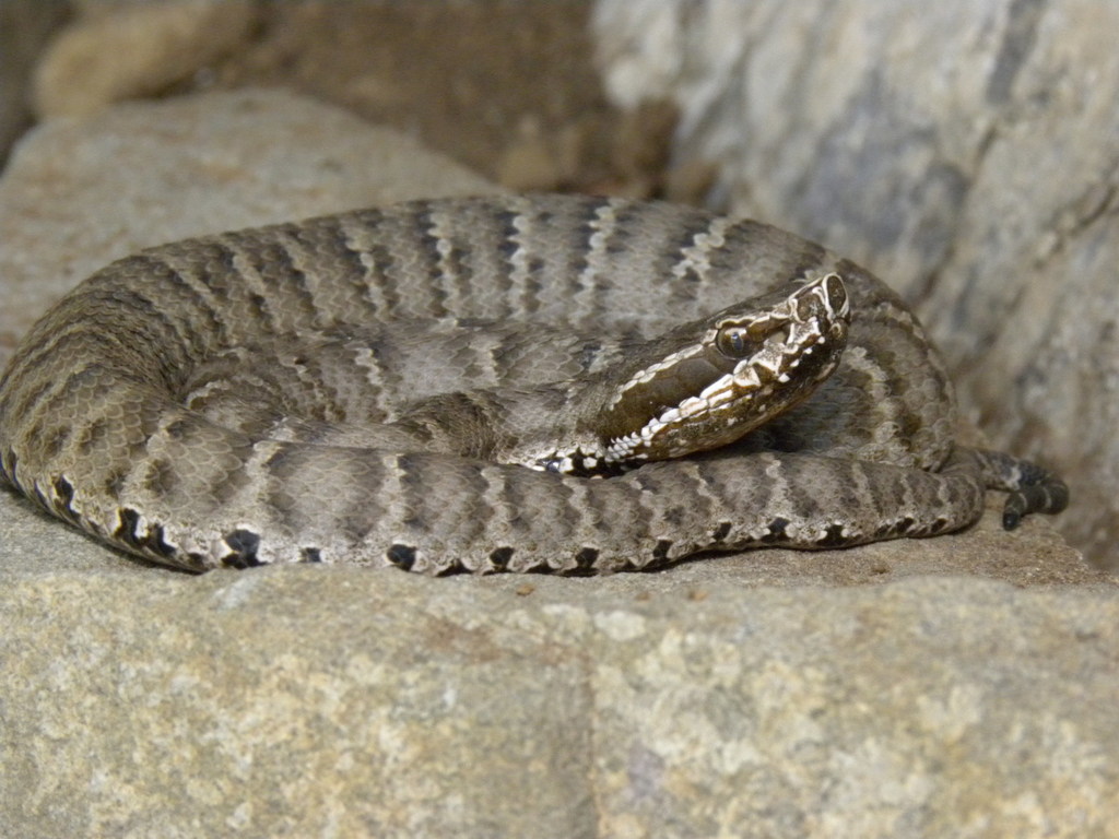 Caucasian Pitviper