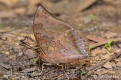 Charaxes bernardus hierax