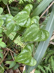 Dioscorea collettii