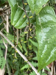Dioscorea collettii