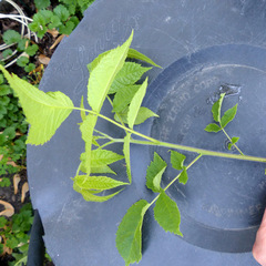 Juglans nigra