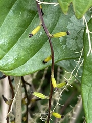 Dioscorea collettii