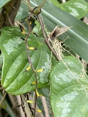 Dioscorea collettii