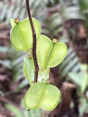 Dioscorea collettii