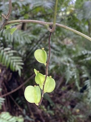 Dioscorea collettii
