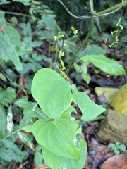 Dioscorea collettii