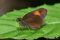 Koruthaialos rubecula