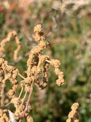 Atriplex paludosa paludosa
