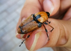 Cyrtotrachelus thompsoni